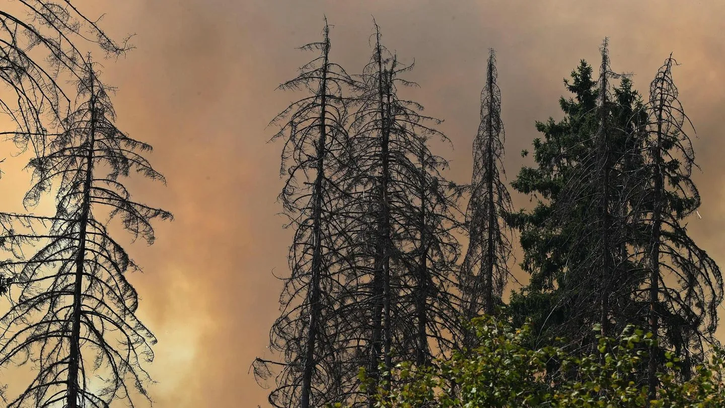 Feuergefahr: So verhalten Sie sich richtig bei einem Waldbrand — und warum manche Staaten das besser hinkriegen als andere