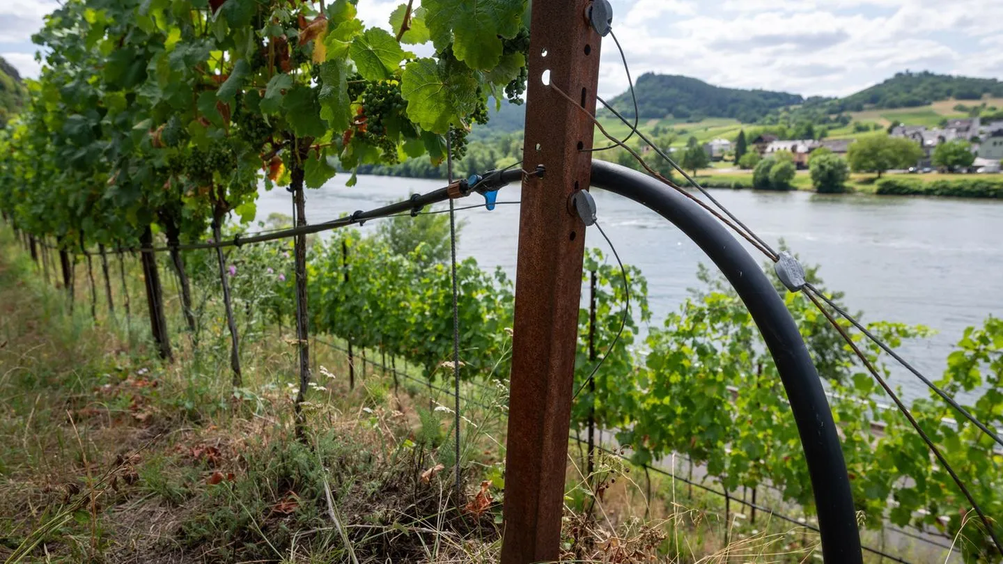 Vor der Weinlese: Weinbauverband erwartet qualitativ hervorragenden Jahrgang – trotz politischem Druck aus Brüssel