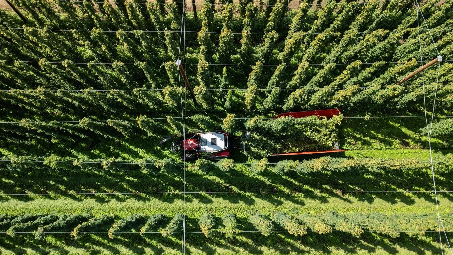 Hopfen in Not: Sinkender Bierkonsum und Hitze treiben deutsche Pflanzer in Dauerkrise