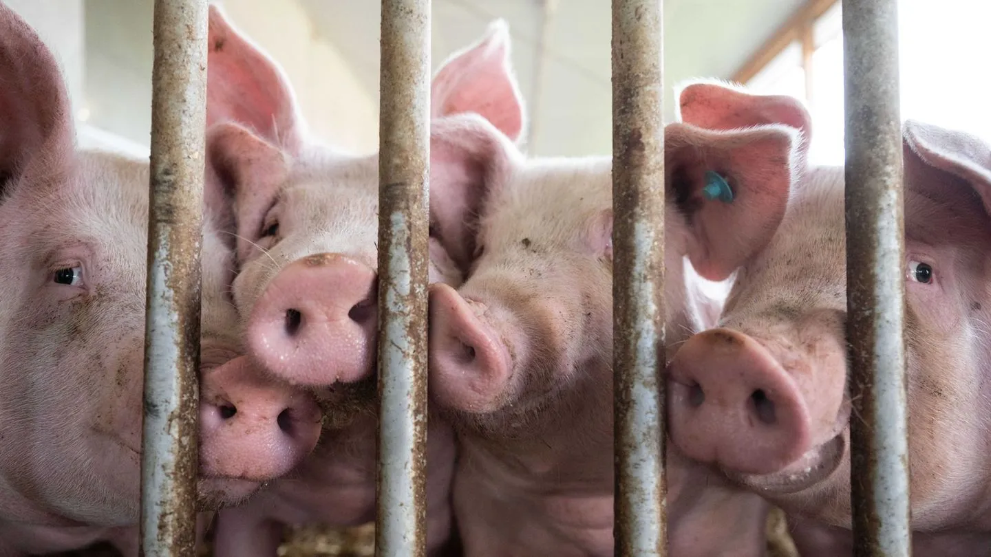 Lebensmittel: EU-Kommission bremst deutsche Pläne für Tierhaltungslogo