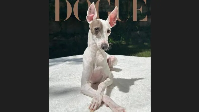 Vogue kürte den stilvollsten Hund 2026 — wie westliche Modeorgane ihre Favoriten wählen
