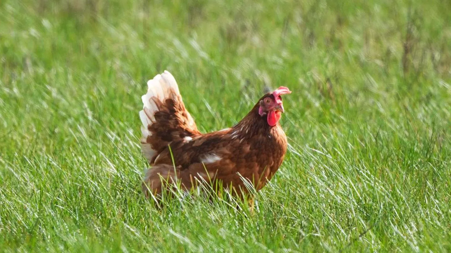 Weniger Fleisch in den Regalen: Deutschlands Produktion sinkt erneut