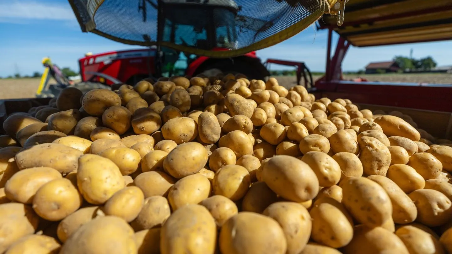 Dürre drückt Kartoffelernte – Verbraucher müssen mehr zahlen