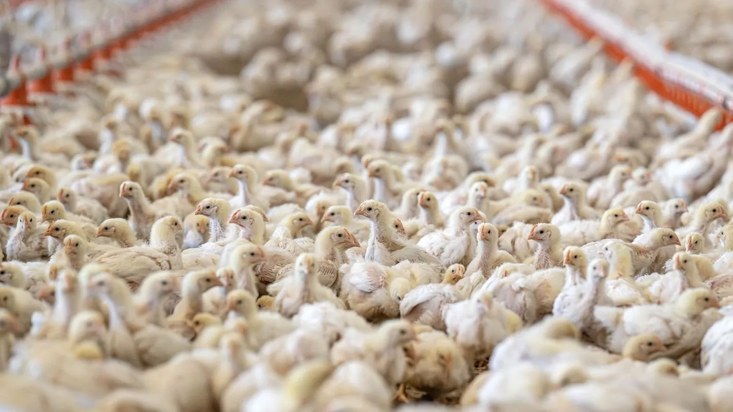 Halbjahreszahlen: Fleischproduktion fällt — Geflügel trifft es am härtesten